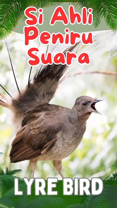 Burung Ahli peniru suara dari benua Australia Lyrebird