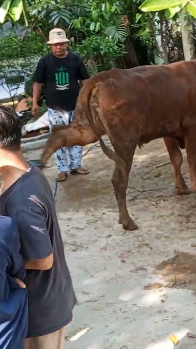 pemotongan hewan qurban musholah asyukriyah,Parung serab