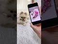 スマホの画面のポーズを真似る犬 #funny #dog #fyp
