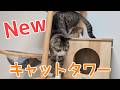 新しいキャットタワーが仲間入り♪ vol.1560