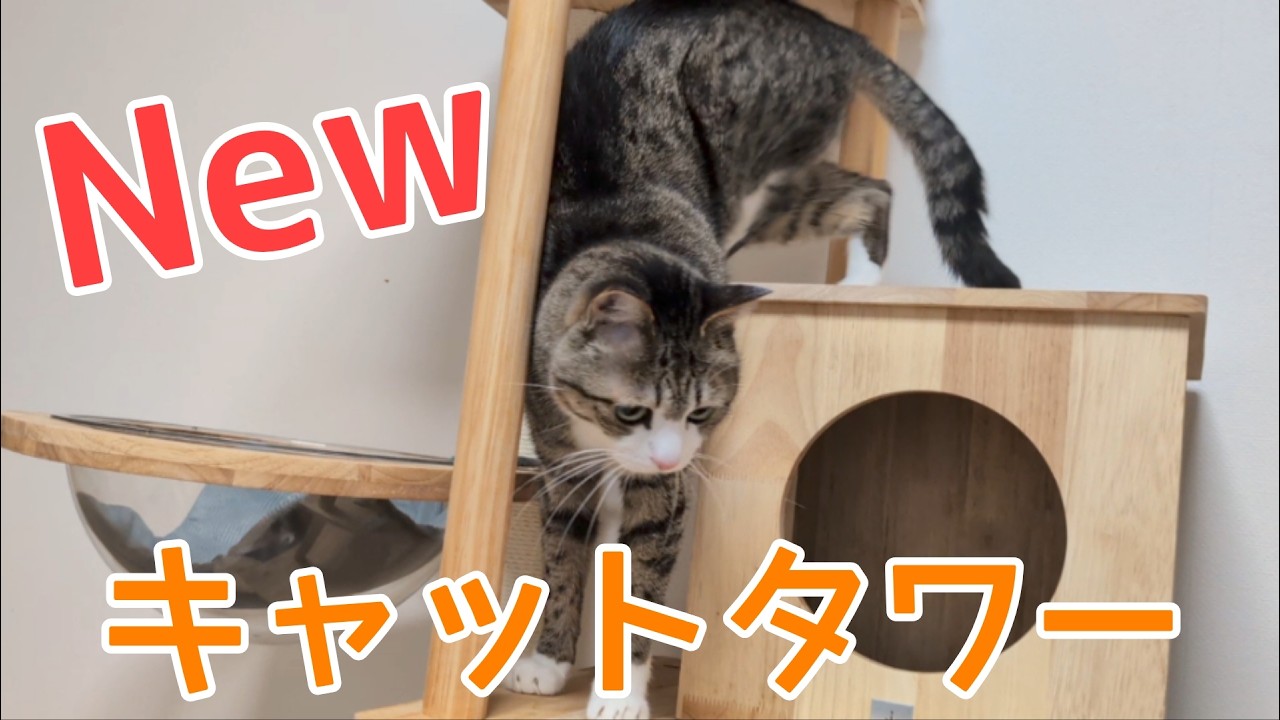 ねこたわー 猫タワー（決定した） 新しいキャットタワーが仲間入り♪ vol.1560 - YouTube
