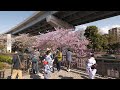 【4K】Sakura at Sumida river