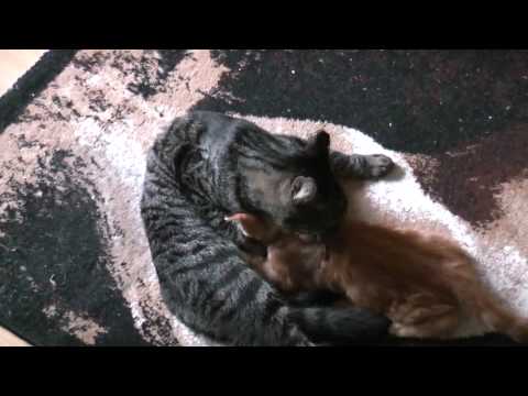 Video: Bolwerk Voor Katten: Instructies Voor Het Gebruik Van Druppels, Behandeling Van Kittens, Beoordelingen Van Het Medicijn, Analogen