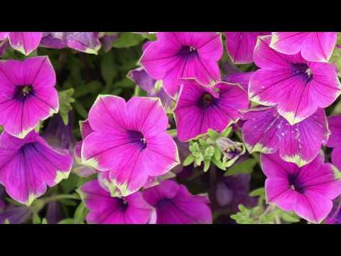 Video: Karafiát. Péče, Kultivace, Reprodukce. Dekorativní Kvetení. Zahradní Rostliny. Skleník. Květiny. Fotka