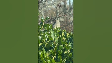 Mockingbird making the nest #mockingbird #ytshorts #ytshort #ytviral #ytshortsvideo