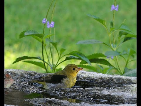 Bird Chat: Bringing