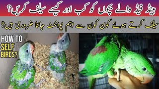 Raw Chicks ko Self Krna start krdia | Self the birds