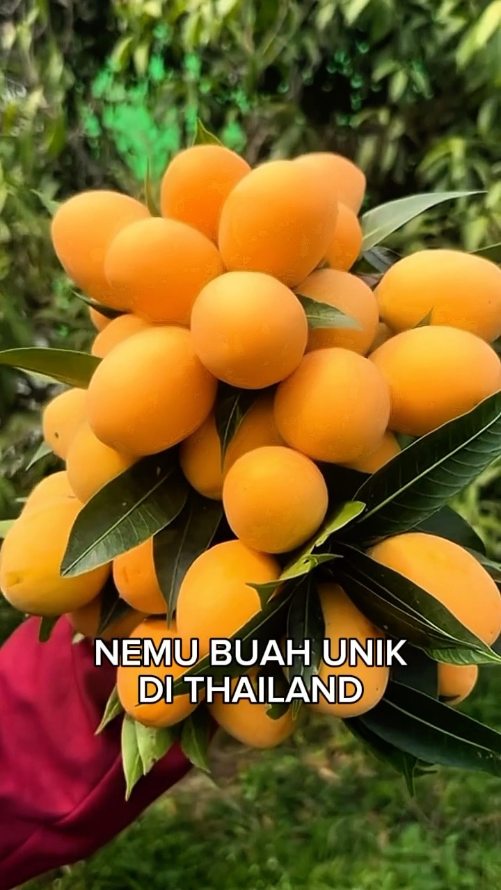 BUAH UNIK THAILAND‼️ RAMANIA SEKILO 300BATH