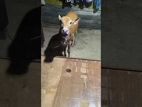 সোনা লাক্সমির জন্য কিভাবে ডাকছে দেখুন#cow#shorts#youtubeshorts#Hello Andaman