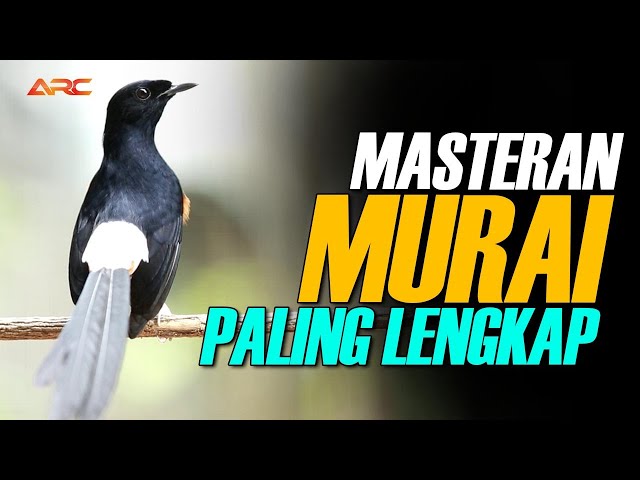 KOMPILASI ISIAN TEMBAKAN MURAI BATU PALING LENGKAP | AUDIO HD class=