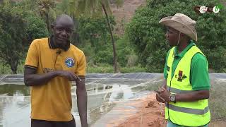 KILIMO CHA UFUGAJI SAMAKI (KINYESI CHA NG'OMBE PIA NI CHAKULA KWA SAMAKI)