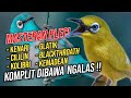 Masteran Pleci Nembak Full Isian KOMPLIT Berkelas‼️Pleci Gacor