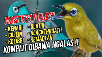 Masteran Pleci Nembak Full Isian KOMPLIT Berkelas‼️Pleci Gacor