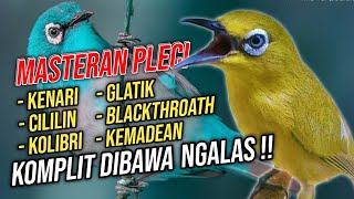 Download Mp3 Masteran Pleci Nembak Full Isian KOMPLIT Berkelas Pleci Gacor