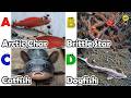 Cute ocean animals | ABC phonics animals | ABC Sea Animals song | English and Animals for Kids
