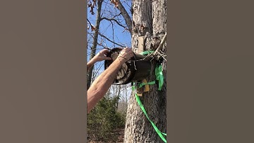 Checking last years swarm traps.
