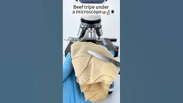 Beef tripe A Hidden World Under the Microscope – Bacteria Close-Up #microscope  #science