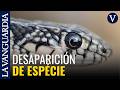La invasión de una serpiente está a punto de extinguir la lagartija icónica de Ibiza