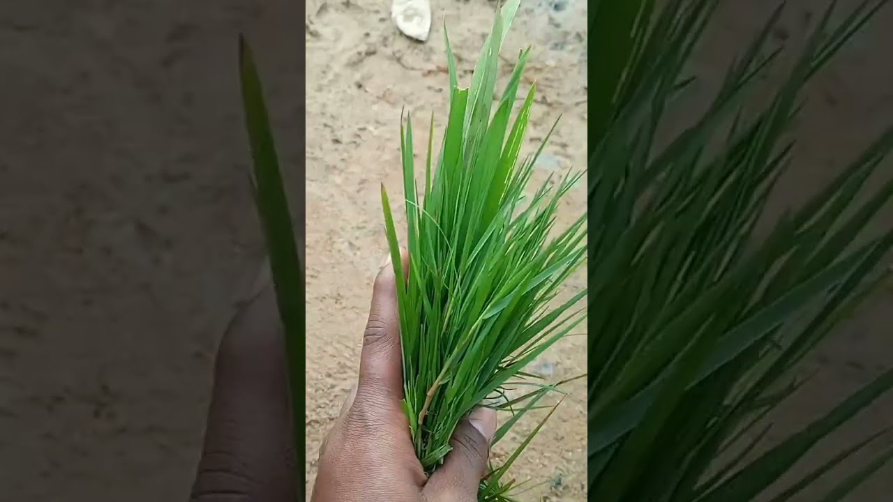 Natural Food For Nattu Kozhi YouTube