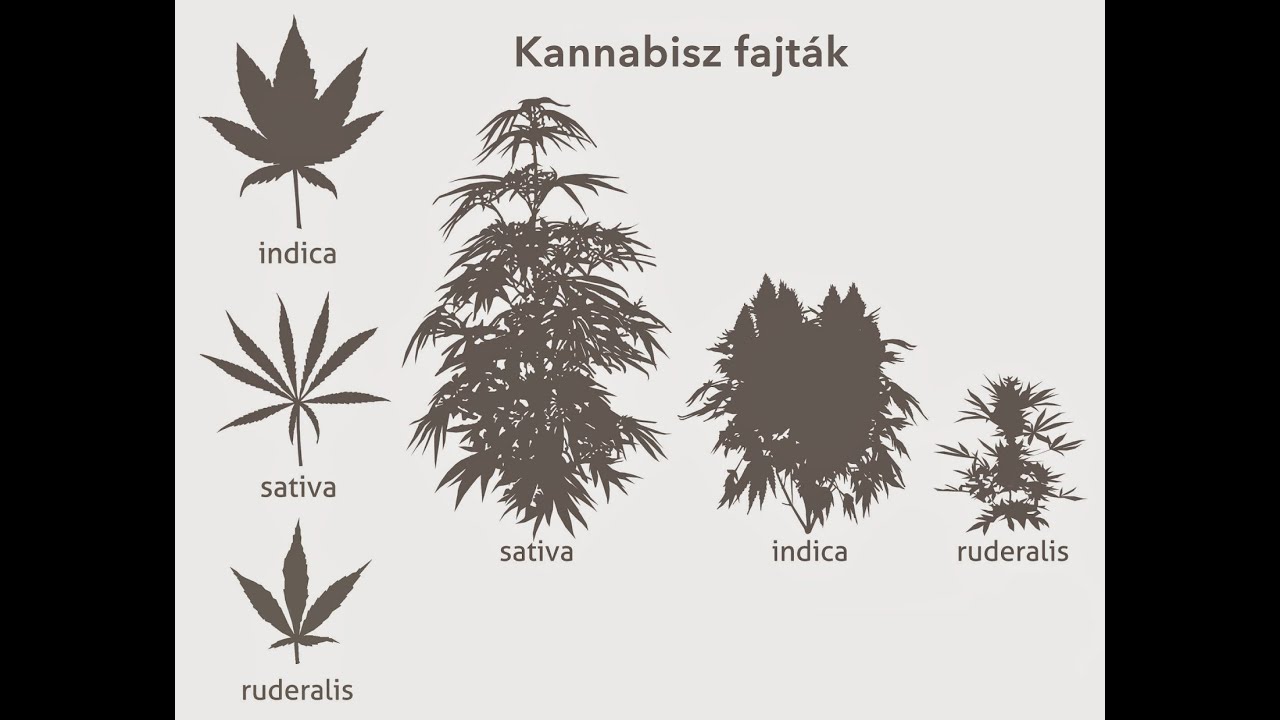 lehetséges-e saját maga leszokni a kannabisz dohányzásáról)