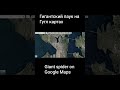 Гигантский паук на Гугл картах Giant spider on Google Maps #googlemaps  #spider