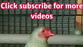 Download Lagu Star Finch Singing Happily MP3