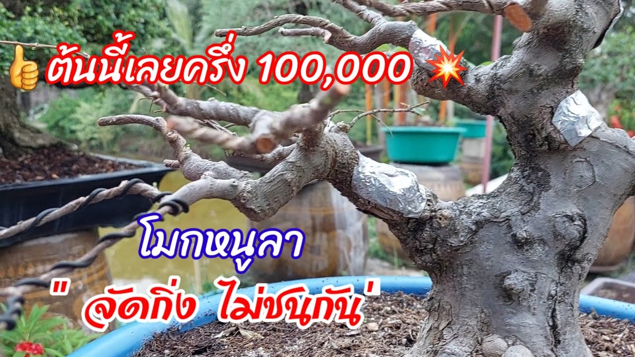 บอนไซโมกหนูลา จัดกิ่งอย่างไร แนวทางการจัดกิ่งบอนไซ ไม่ให้กิ่งชนกัน ไม้ทรงต้นเอี้ยว ☎️ 082 643 1210
