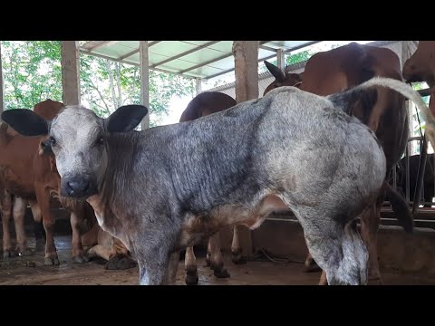 giới thiệu mô hình chăn nuôi bò sinh sản đáng để học hỏi //chia sẻ từ khởi nghiệp
