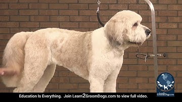 Free Preview: How To Groom A St. Bernard-Doodle - Choosing Guard Combs