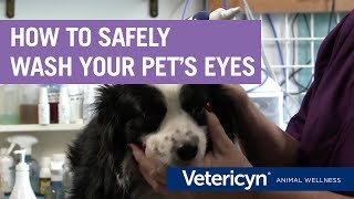 How To Safely Wash Your Pets Eyes With Vetericyn Plus Veterinarian Dr. Mindy