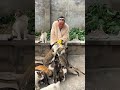 My Rural Life Rare Cute Pets Original Video Rural Life My Rural Life