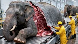 Download Lagu Inside the Giant Elephant Facility: How Massive Herds Are Managed at Industrial Scale --Full Process MP3