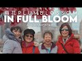 In Full Bloom | Plum Blossom Documentary | East Side Stories