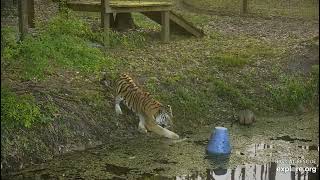 Tiger goes in, paw goes up! Dutchess tiger at Big Cat Rescue.