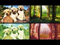 Как видят наш мир животные и насекомые|How animals and insects see our world