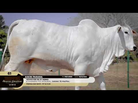 LOTE 61   A5636 PARANA   PAR A5636 zap 1