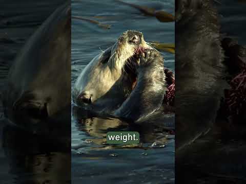 Sea otters vs. Sea urchins: Who wins? 🦦 #shorts #wildlife