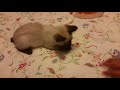 Meet the baby Mekong bobtail siamese  (Nesa) の動画、YouTube動画。