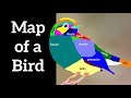Map Of A Bird External Bird Anatomy 