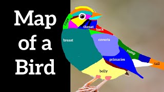 Map of a Bird  External Bird Anatomy