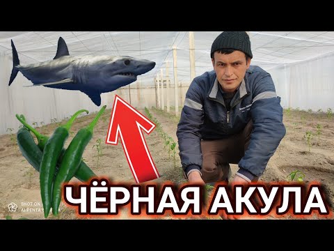 Video: Leningrad Viloyatida Uzum Etishtirish: Issiqxona Yoki Ochiq Ermi?