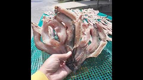 khô cá lóc đặc sản miền tây sông nước liên hệ Facebook trần ngọc hoặc 0984243611