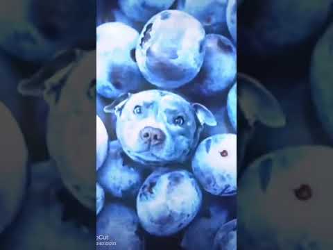 Berry dog