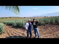 Visitando Campos de Agave Mezcal Real Matlatl | Santiago Matatlan, Oaxaca México 🇲🇽