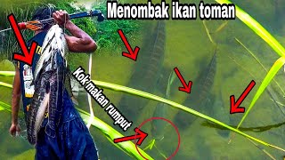 REJEKI NOMPLOK 😱.. NEMU SARANG IKAN TOMAN BAYAK MENOMBAK IKAN TOMAN & IKAN MAHSEER|SPEARFISHING|SHOT