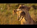 Animals of africa  documentary  david attenborough