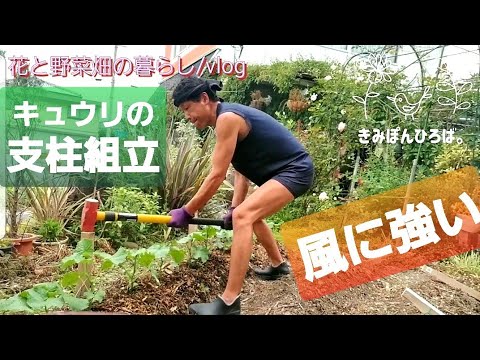 きみぽん菜園生活 Vlog 自然栽培 家庭菜園 胡瓜栽培 トマト栽培 支柱組み立て Youtube