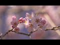 吉野山にて(未公開、撮影:3月27日)