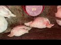 Индюшата Хайбрит Конвертер Канада, 1 месяц