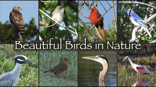 Beautiful Birds in Nature 🐦🦆🐥🦢🦩